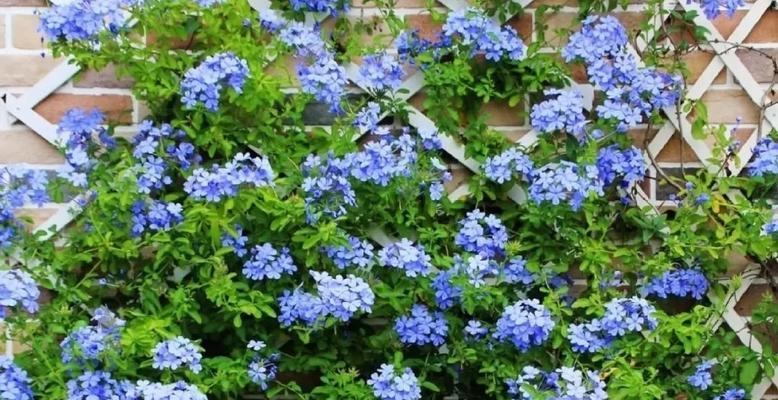 四季梅的花语含义有哪些？