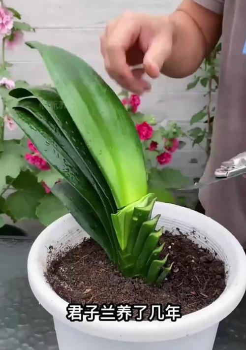 君子兰长期不开花的原因是什么？有哪些促进开花的方法？