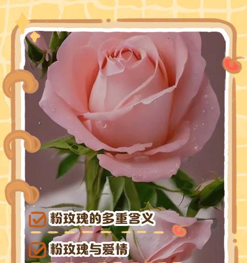 渐变粉玫瑰代表什么？它的花语有何特别之处？