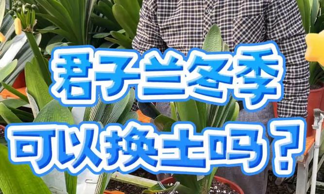 君子兰在冬季如何养护？它真的耐旱吗？