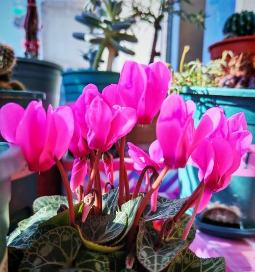 仙客来的花语是什么？它代表了什么？