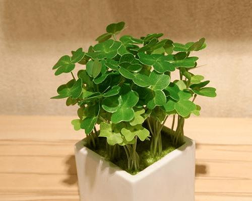 三叶草仙人球的正确养护管理技巧有哪些？
