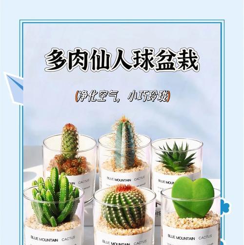 无花仙人球盆栽的养护技巧是什么？