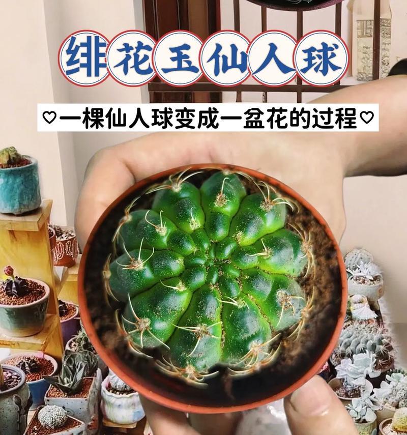 无花仙人球盆栽的养护技巧是什么？