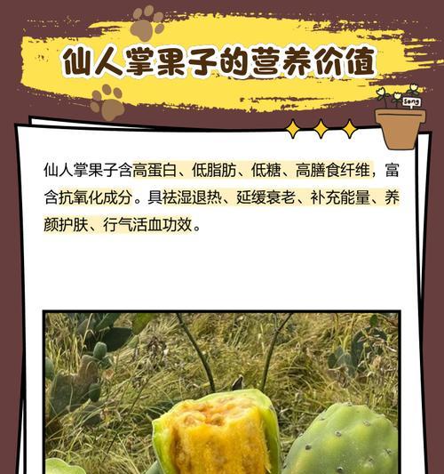 仙人掌果的养护技巧是什么？