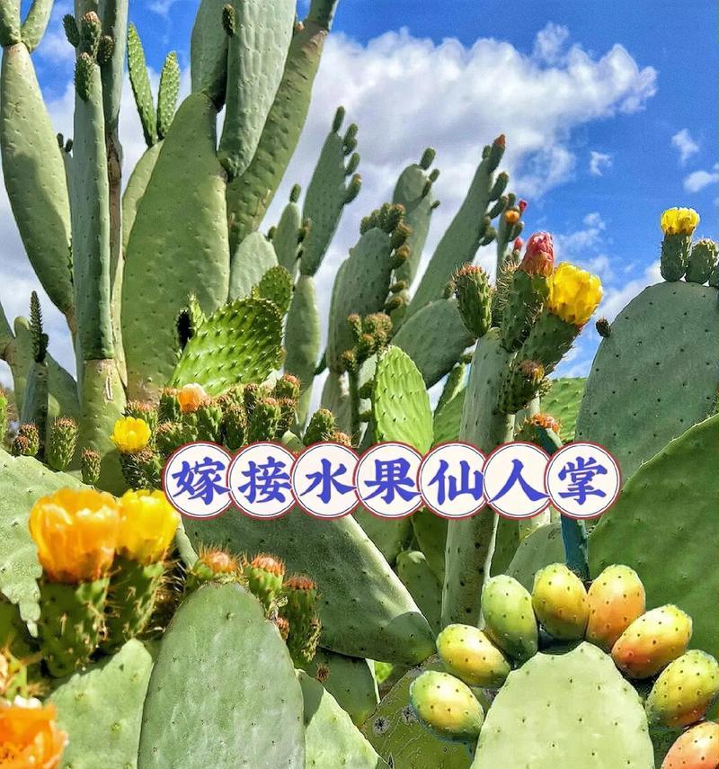仙人掌果的养护技巧是什么？