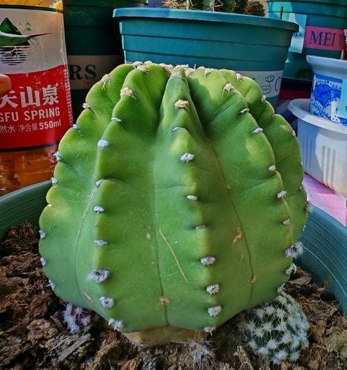 方形盆种植仙人球有哪些注意事项？