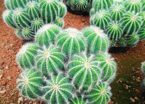 仙人球打籽种植的步骤和注意事项是什么？