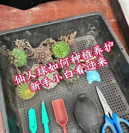 仙人球打籽种植的步骤和注意事项是什么？