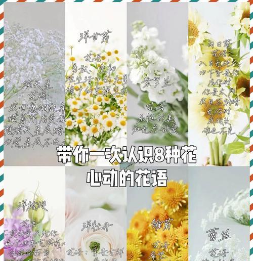 什么花语代表什么意思？如何理解花语的深层含义？