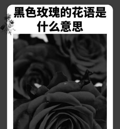 什么花语代表什么意思？如何理解花语的深层含义？