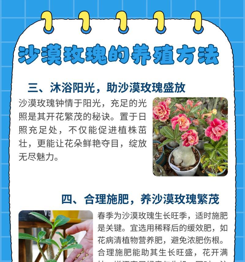截断的玫瑰花怎么养护？养护截断玫瑰花的技巧是什么？