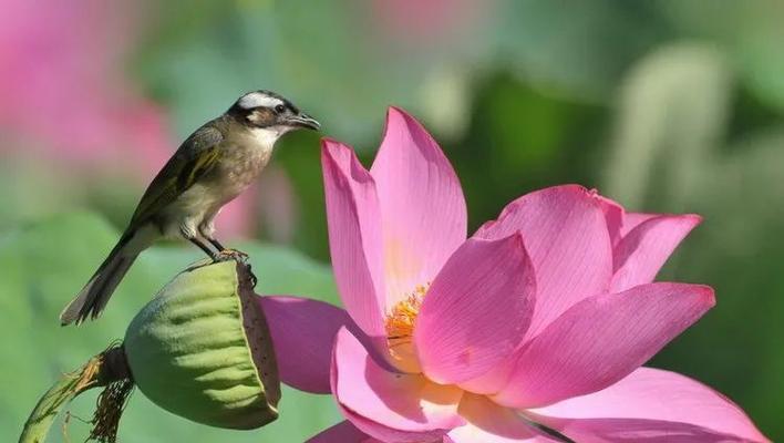 鸟鸣花语代表了什么？