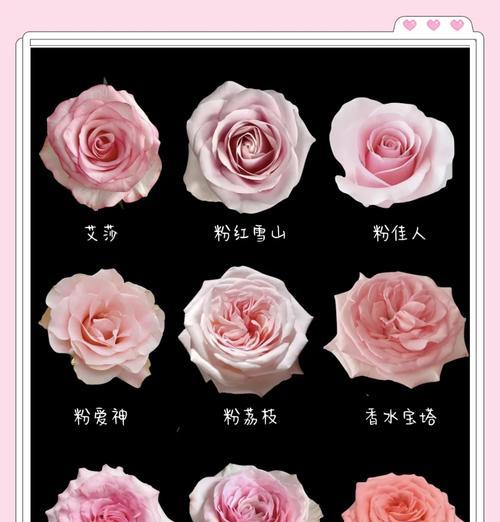 玫瑰花花瓣数量是多少？如何计算？
