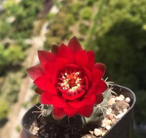 仙人球不开花只长小球的原因是什么？如何促进其开花？