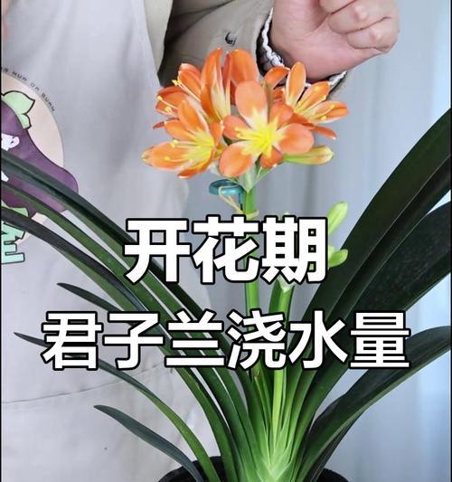 君子兰不宜浇水的原因有哪些？如何判断浇水时机？
