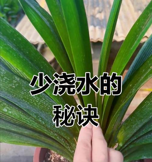 君子兰不宜浇水的原因有哪些？如何判断浇水时机？