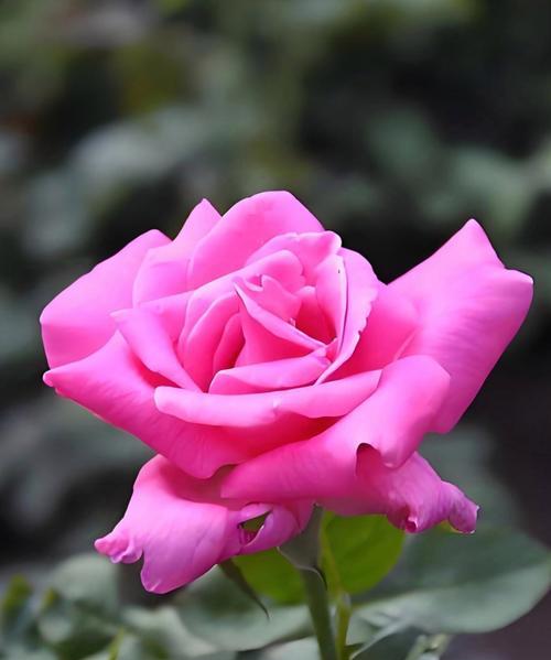 5朵玫瑰花的含义是什么？它们传递了怎样的信息？