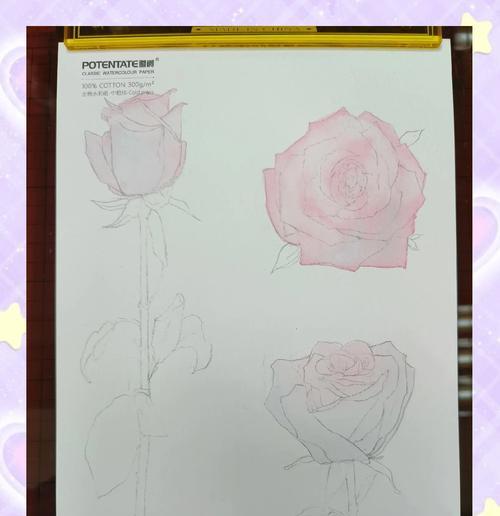 怎么养肥玫瑰花最好看呢？有哪些方法可以让玫瑰花更加丰满？