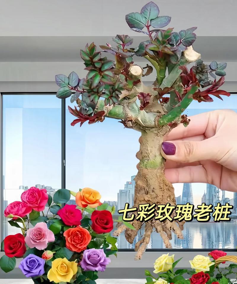 怎么养肥玫瑰花最好看呢？有哪些方法可以让玫瑰花更加丰满？