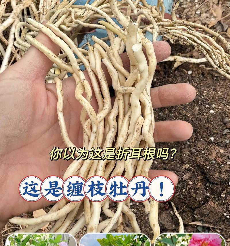 东北室外牡丹花的种植与养护方法？