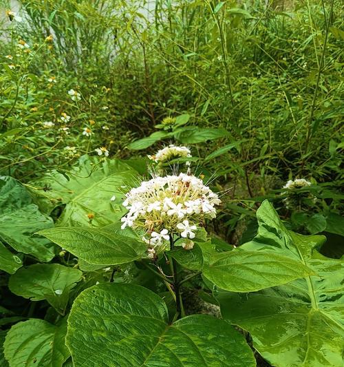 东北室外牡丹花的种植与养护方法？