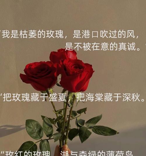 玫瑰花如何保持长久花期？