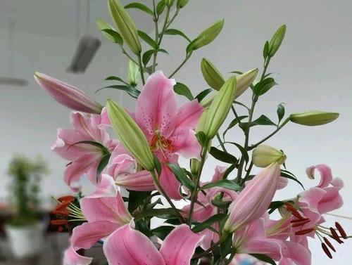 深红双色牡丹花的养护管理技巧是什么？