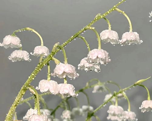 铃兰苦艾的花语代表了什么？