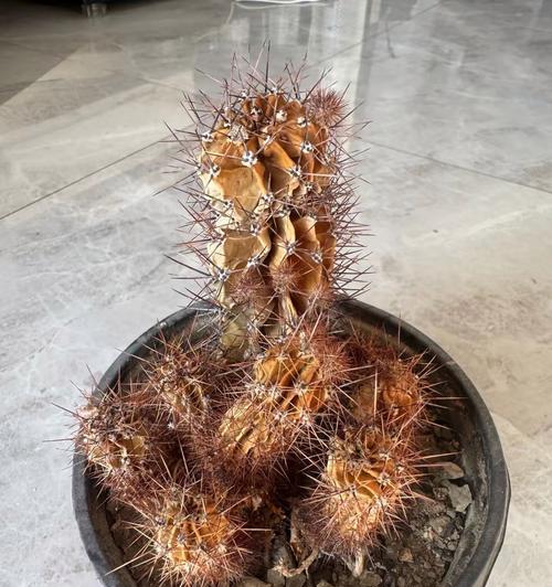 充满阳气的仙人球植物如何养护？
