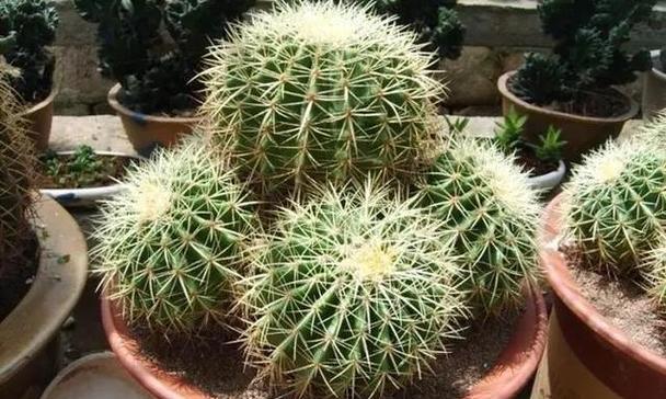 充满阳气的仙人球植物如何养护？