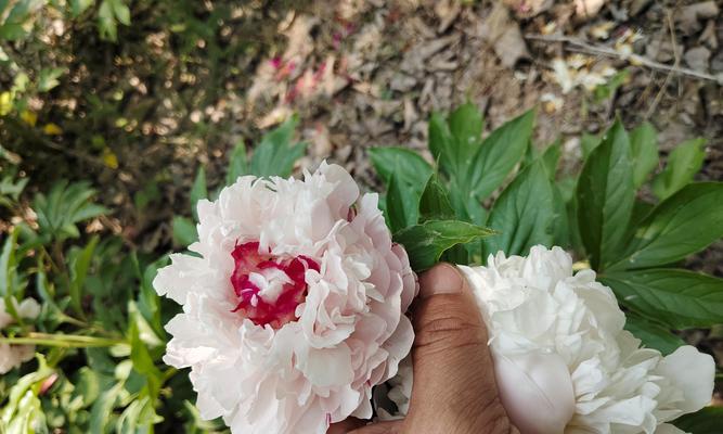 5月种植牡丹花需要注意什么？