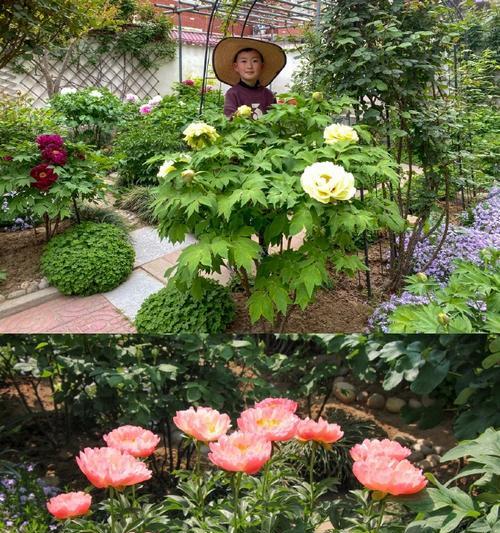 5月种植牡丹花需要注意什么？