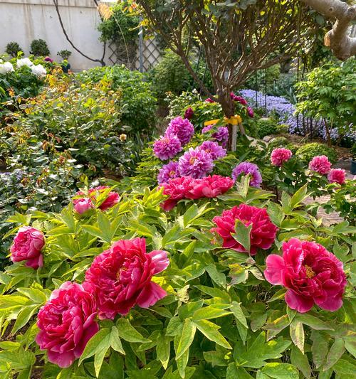 5月种植牡丹花需要注意什么？