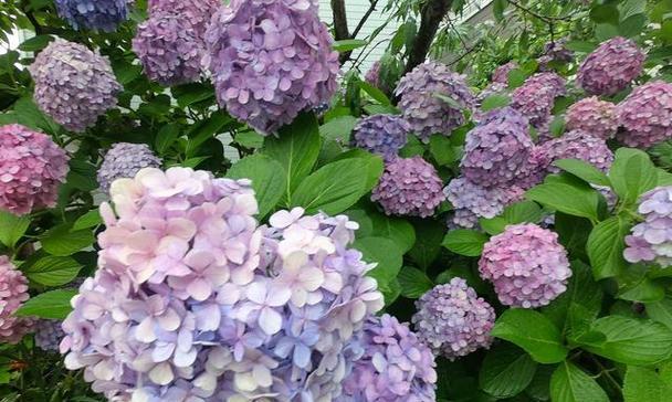 野心勃勃的花语代表什么花？这种花语有何深层含义？