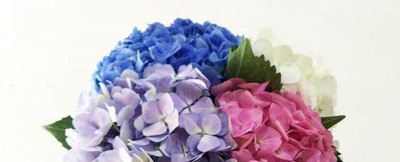 野心勃勃的花语代表什么花？这种花语有何深层含义？