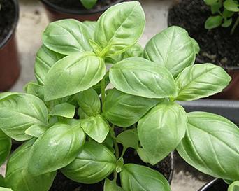 野心勃勃的花语代表什么花？这种花语有何深层含义？