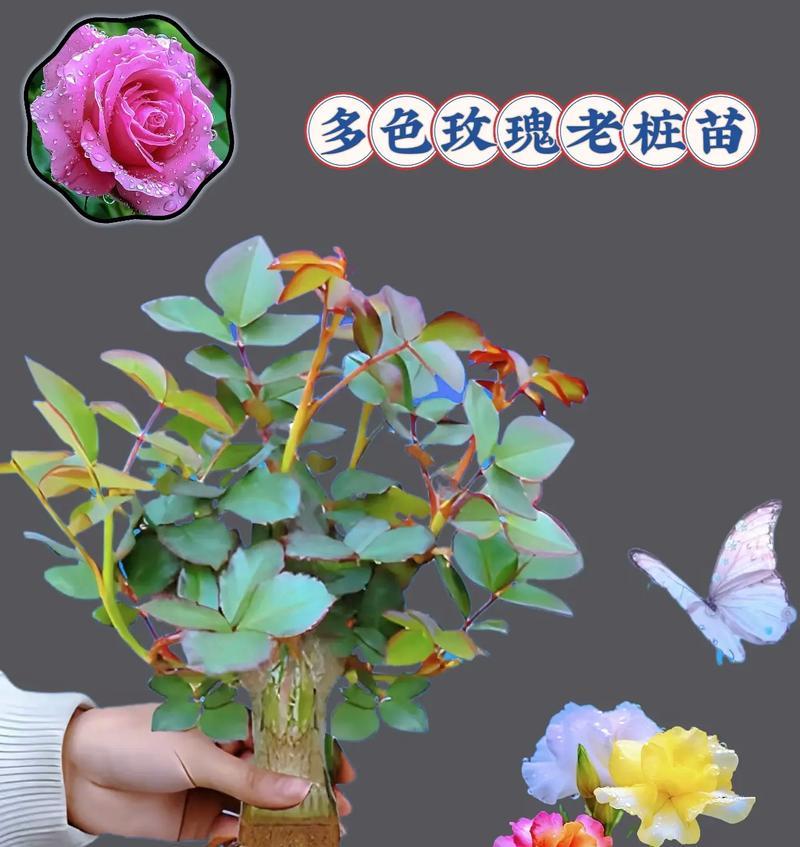 盆景假玫瑰花的养护方法是什么？