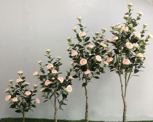 盆景假玫瑰花的养护方法是什么？