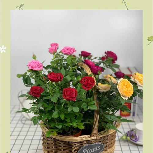 盆景假玫瑰花的养护方法是什么？