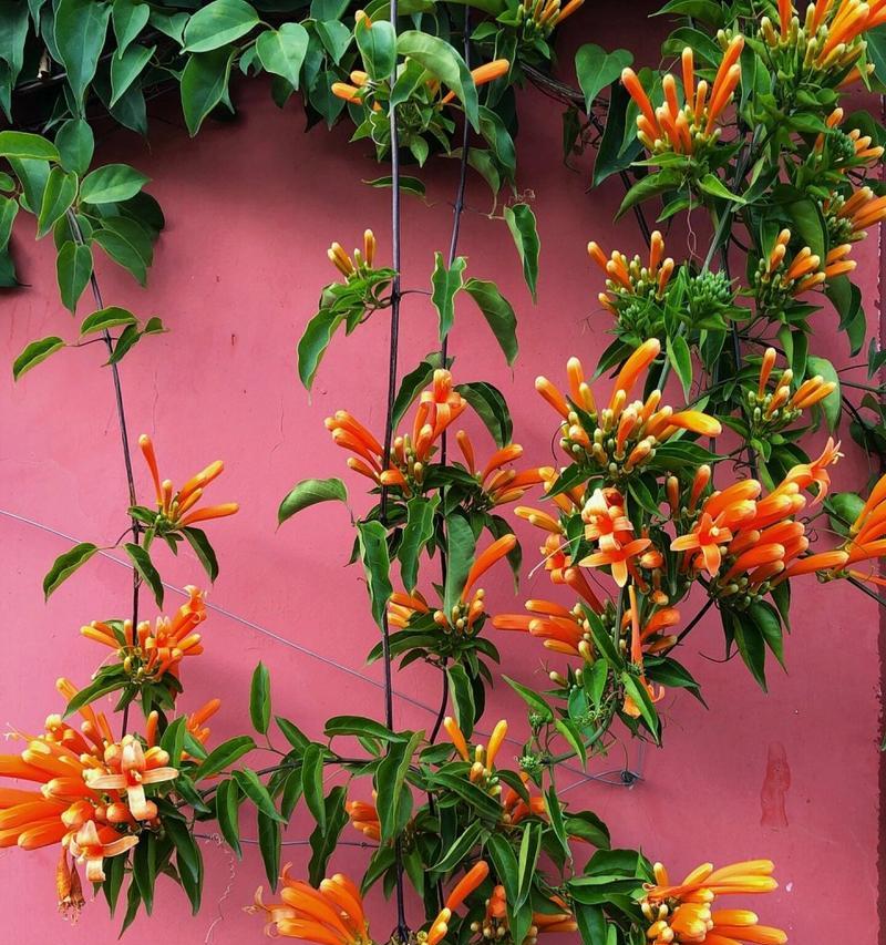 花语中通常需要什么颜色的花？