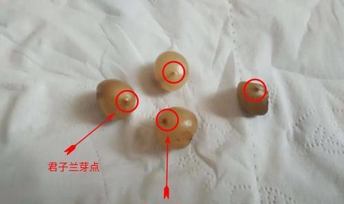 君子兰水培发芽后如何正确处理？