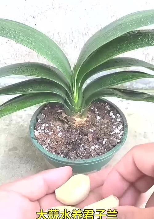 君子兰水培发芽后如何正确处理？