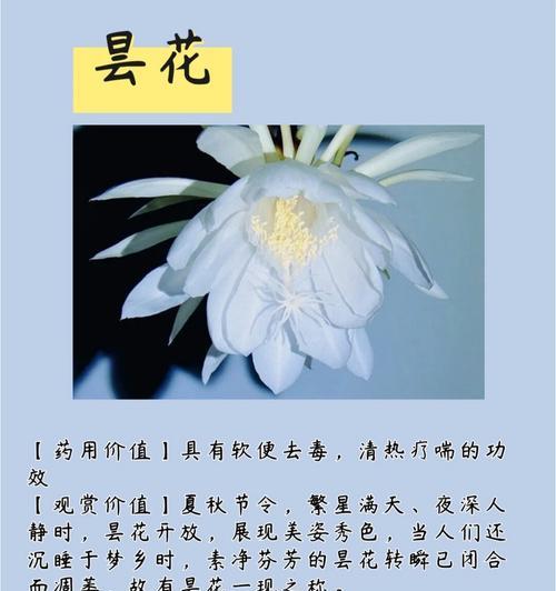 法国花及花语是什么花？法国人偏爱哪种花及其寓意？