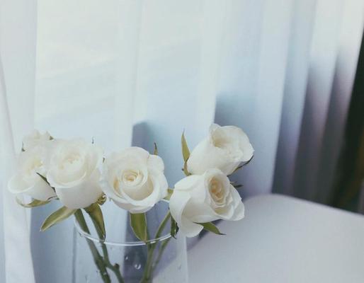 白玫瑰花发黄的原因是什么？