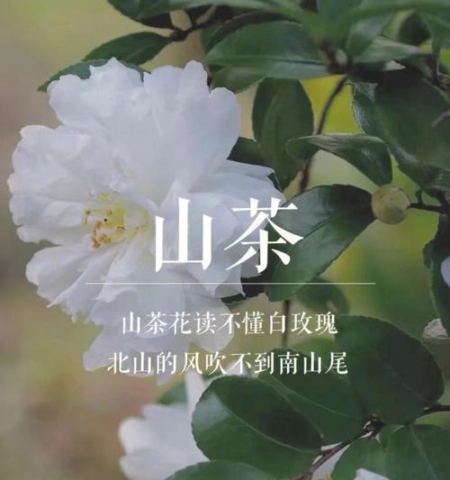 白玫瑰花发黄的原因是什么？