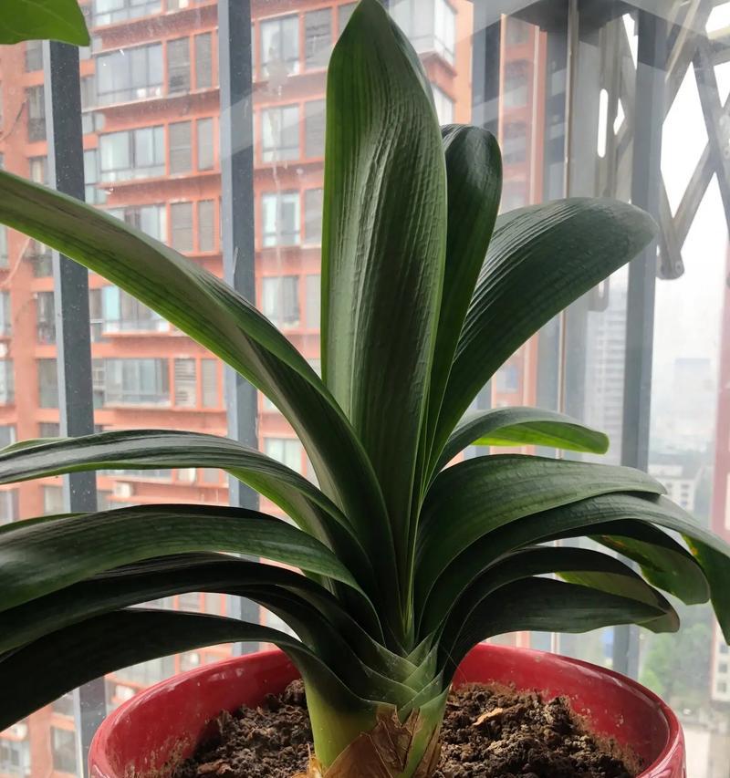 君子兰不长干就开花是为何？开花前需要做哪些准备？