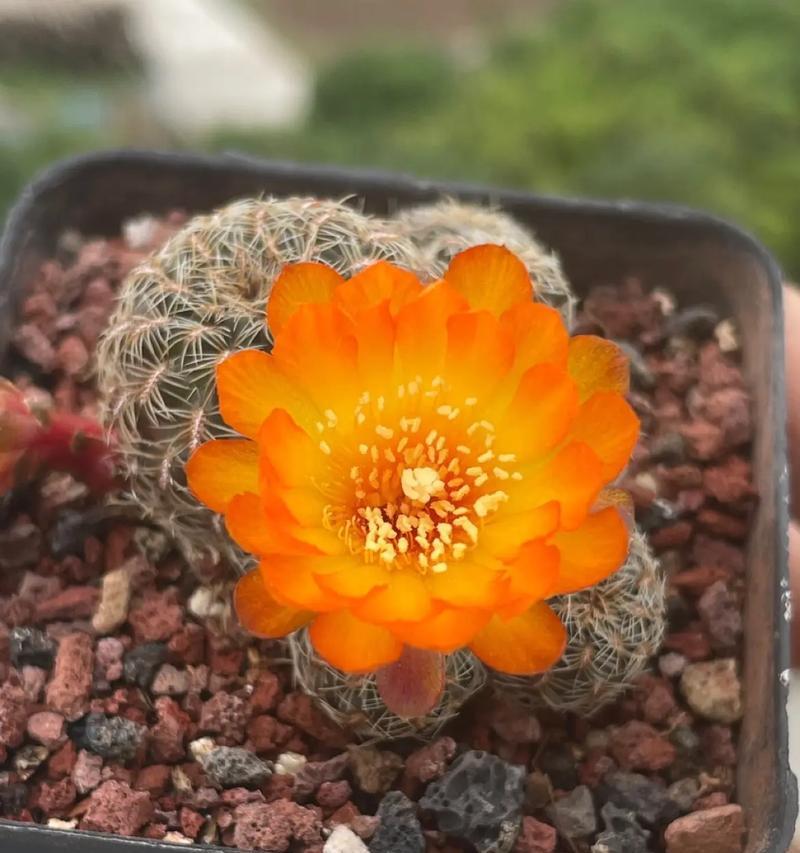 仙人球裸根开花的原因是什么？