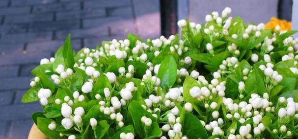 茉莉花空中花语有何寓意？它象征着什么？