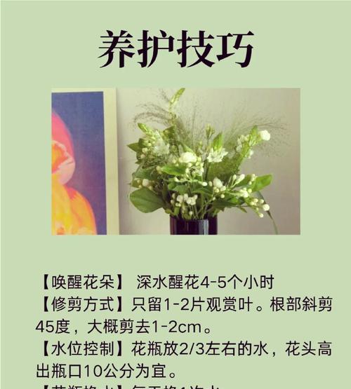 茉莉花空中花语有何寓意？它象征着什么？